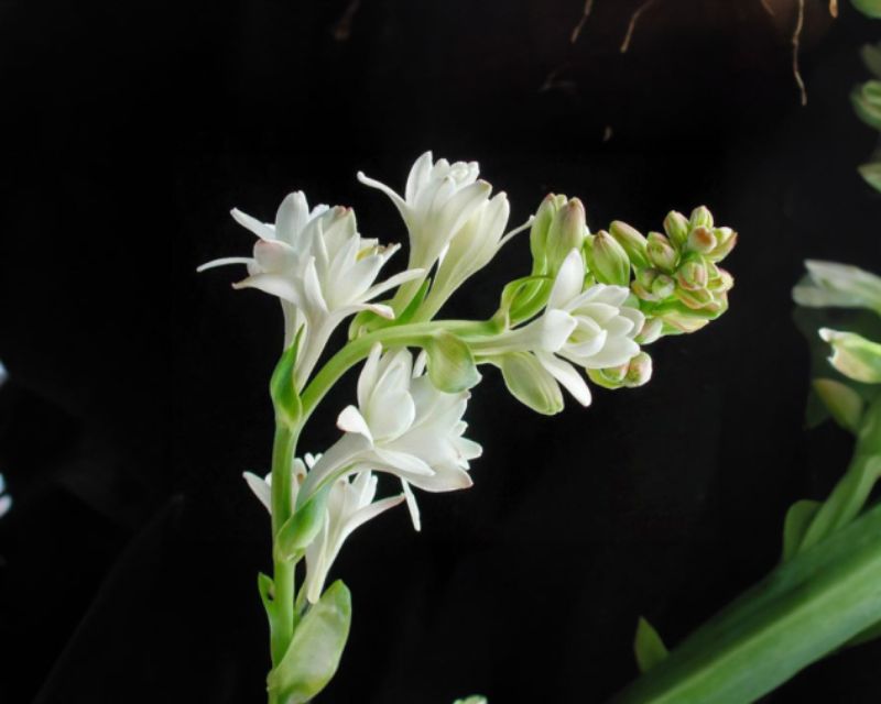 hinh-anh-hoa-hue-trang-dep-2