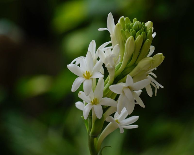 hinh-anh-hoa-hue-trang-dep