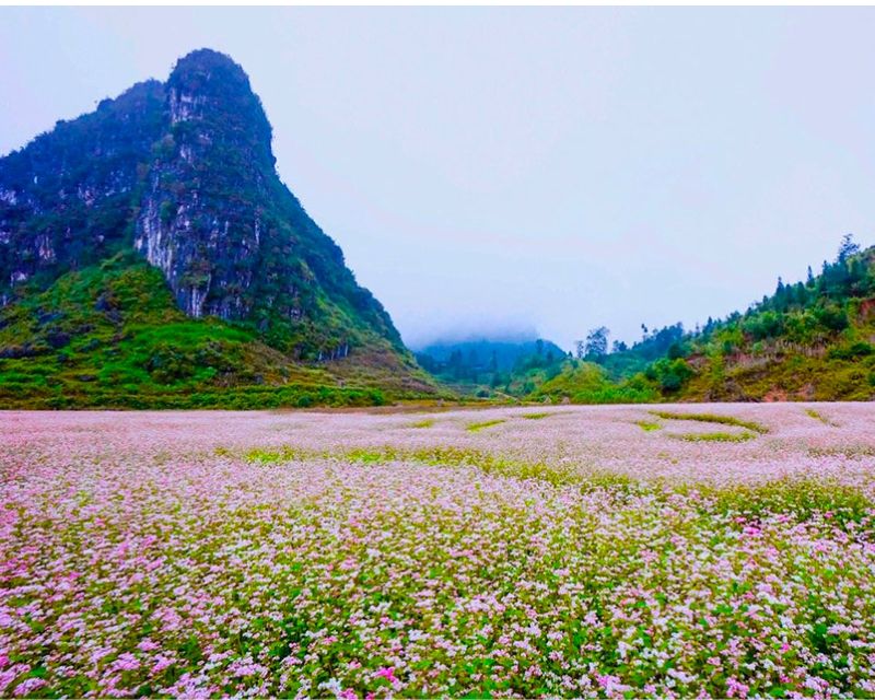 hinh-anh-hoa-tam-giac-mach-dep