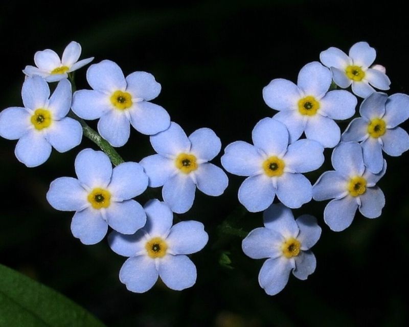 hoa-forget-me-not-la-hoa-gi-1