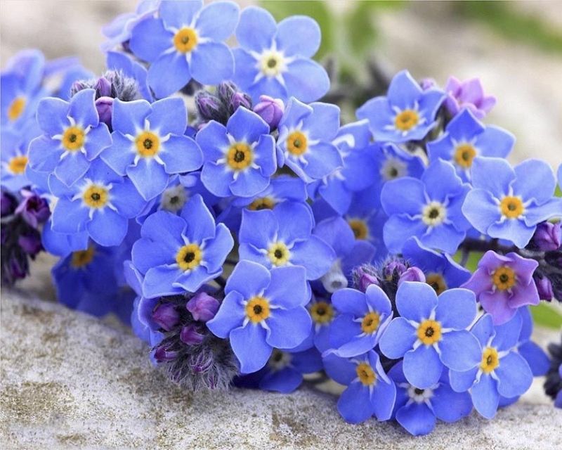 hoa-forget-me-not-la-hoa-gi
