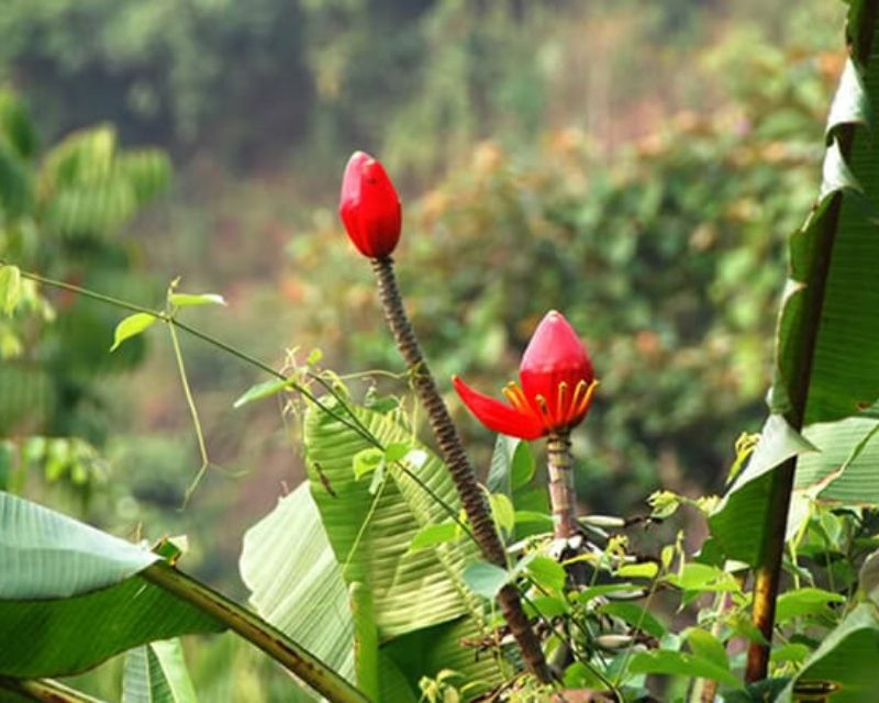 tac-dung-hoa-chuoi-rung