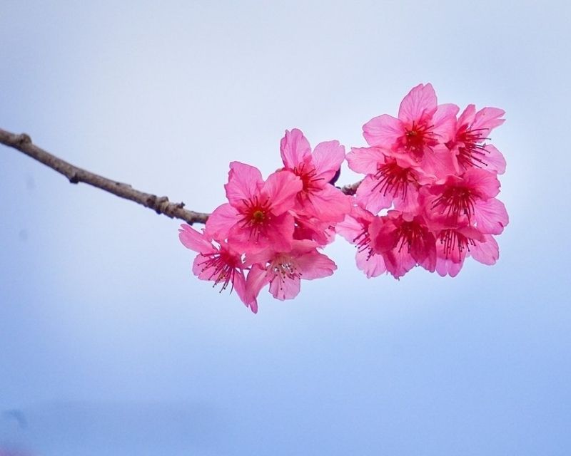 y-nghia-hoa-anh-dao