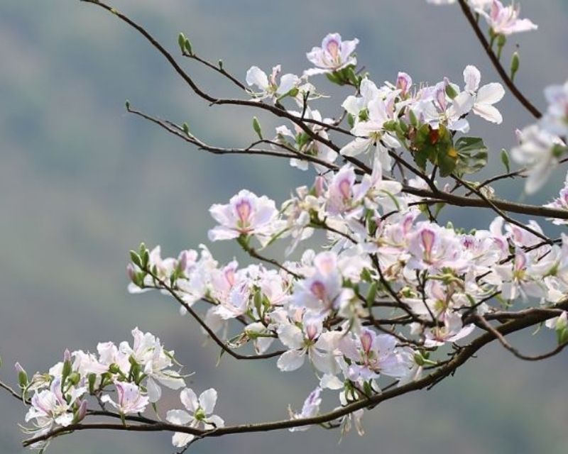 y-nghia-hoa-ban