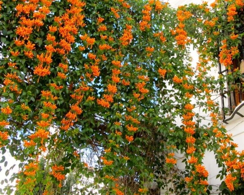 y-nghia-hoa-chum-ot-1