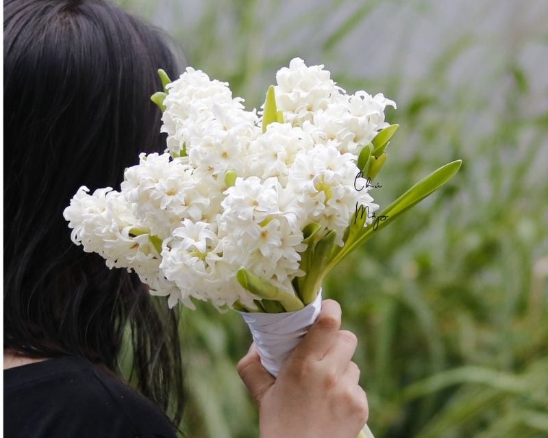 y-nghia-hoa-da-lan-huong-1