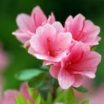 y-nghia-hoa-do-quyen