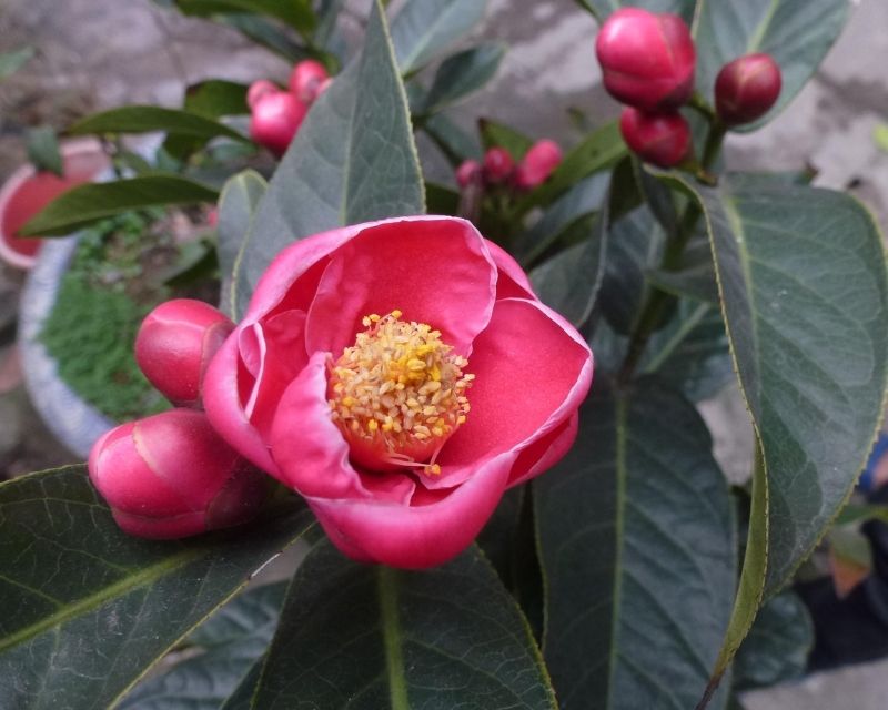 y-nghia-hoa-hai-duong