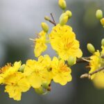 y-nghia-hoa-mai