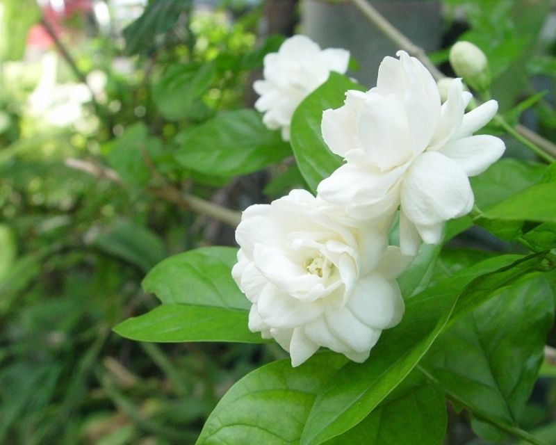 y-nghia-hoa-ngoc-anh-2