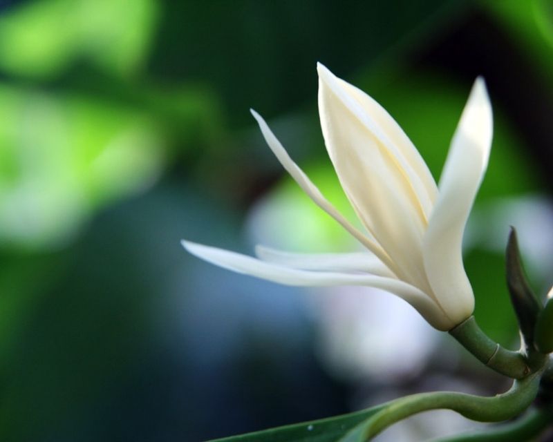y-nghia-hoa-ngoc-lan-1