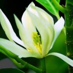 y-nghia-hoa-ngoc-lan