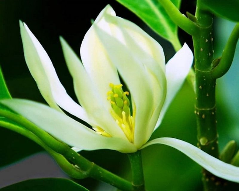 y-nghia-hoa-ngoc-lan