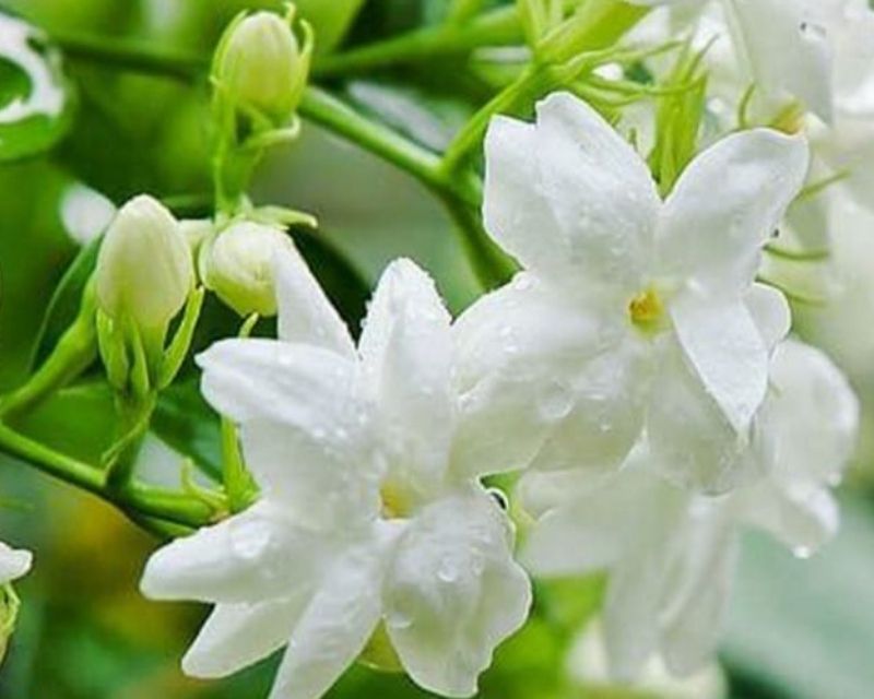 y-nghia-hoa-nhai-1