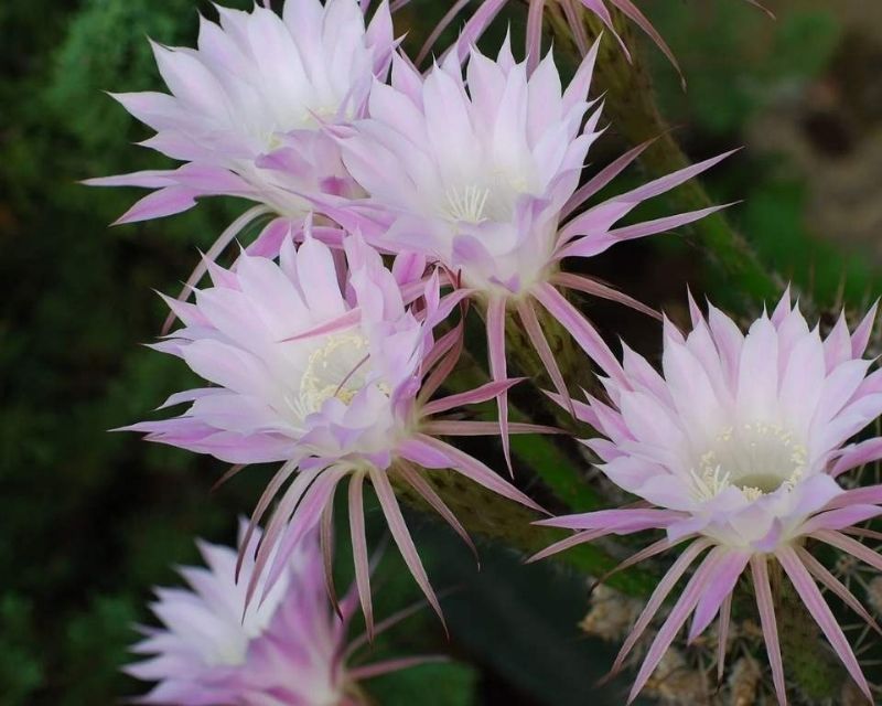 y-nghia-hoa-quynh-2