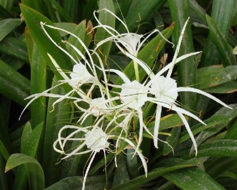y-nghia-hoa-sao-bien-1