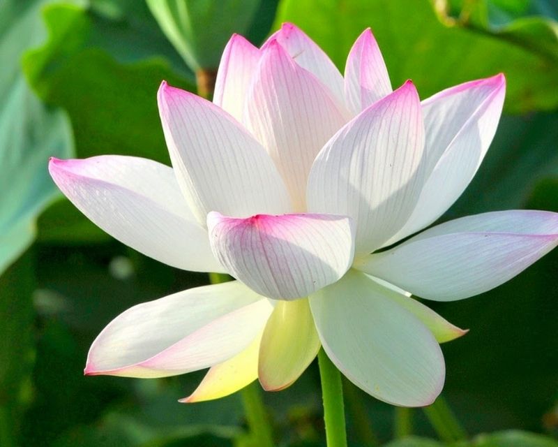 y-nghia-hoa-sen-2
