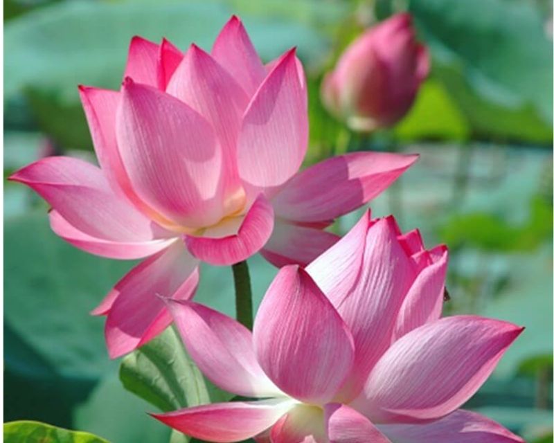 y-nghia-hoa-sen