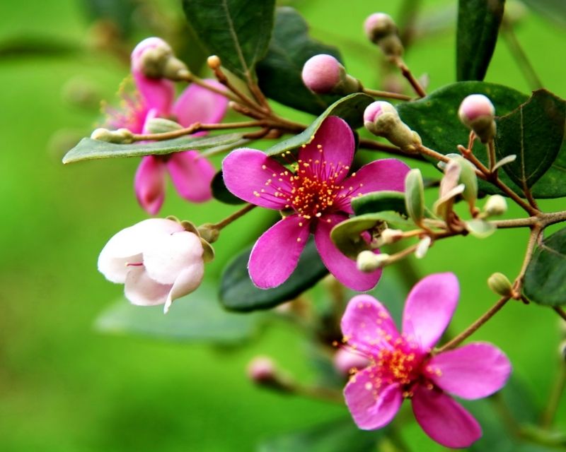 y-nghia-hoa-sim-2