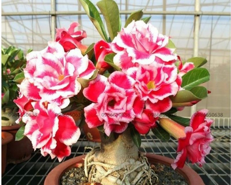 y-nghia-hoa-su-thai