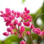 y-nghia-hoa-tigon