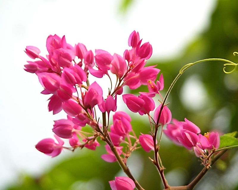 y-nghia-hoa-tigon
