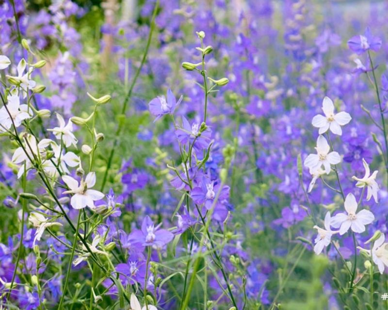 y-nghia-hoa-violet-1