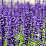 y-nghia-hoa-violet