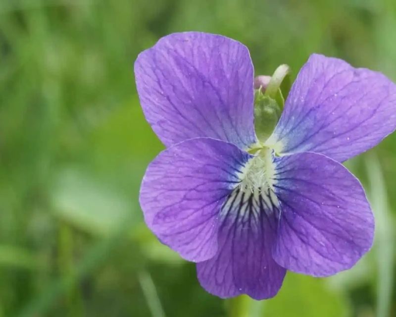 y-nghia-hoa-violet-2