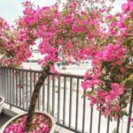 cay-hoa-dep-de-trong-chiu-nang