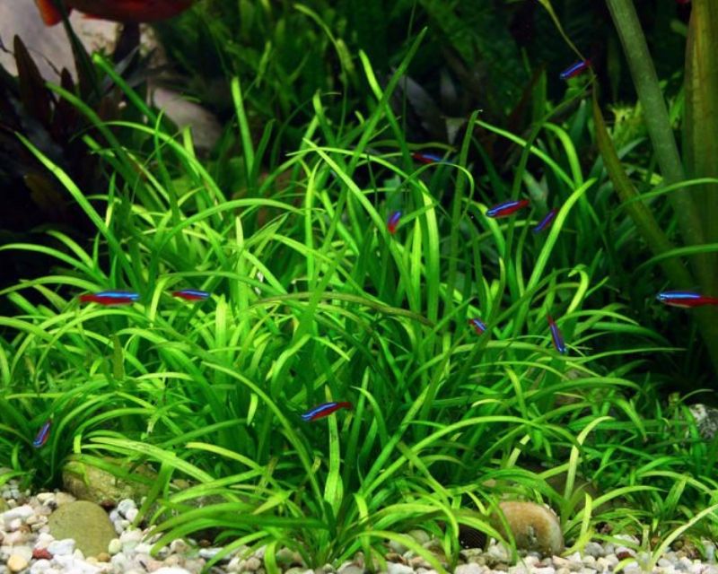 cay-thuy-sinh-de-trong-3
