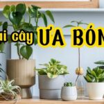 cay-ua-bong