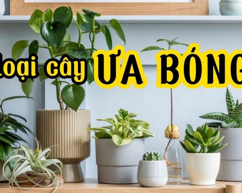 cay-ua-bong