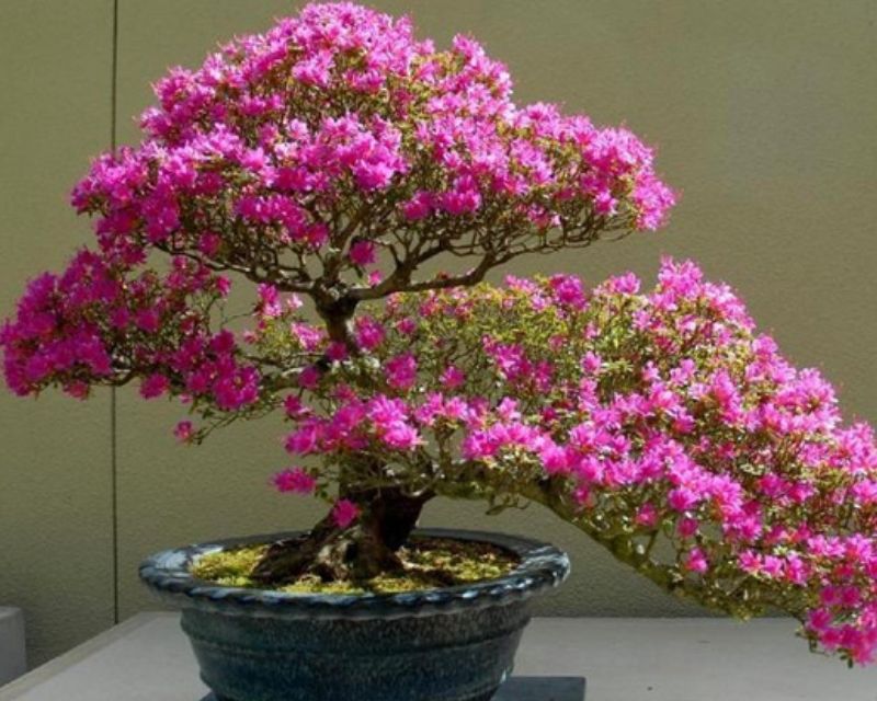 hoa-chiu-nang-no-quanh-nam-3