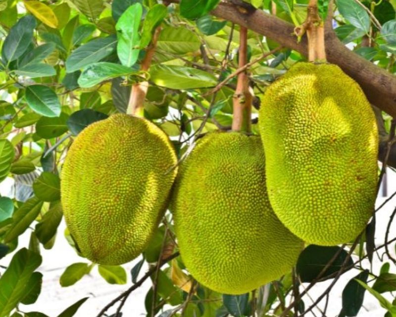 nhung-cay-khong-nen-trong-o-mo-2