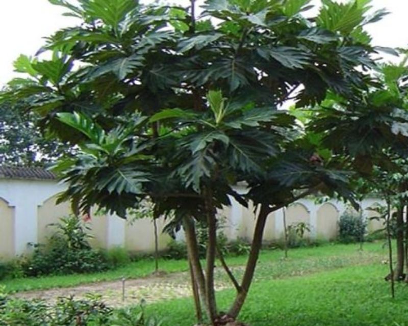 nhung-cay-lay-bong-mat-truoc-nha-5